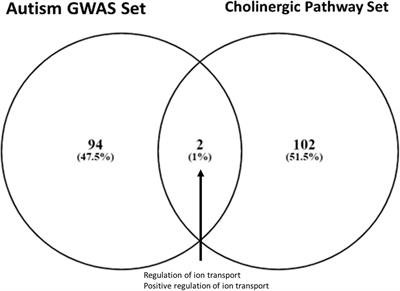 In silico Gene Set and Pathway Enrichment Analyses Highlight Involvement of Ion Transport in Cholinergic Pathways in Autism: Rationale for Nutritional Intervention